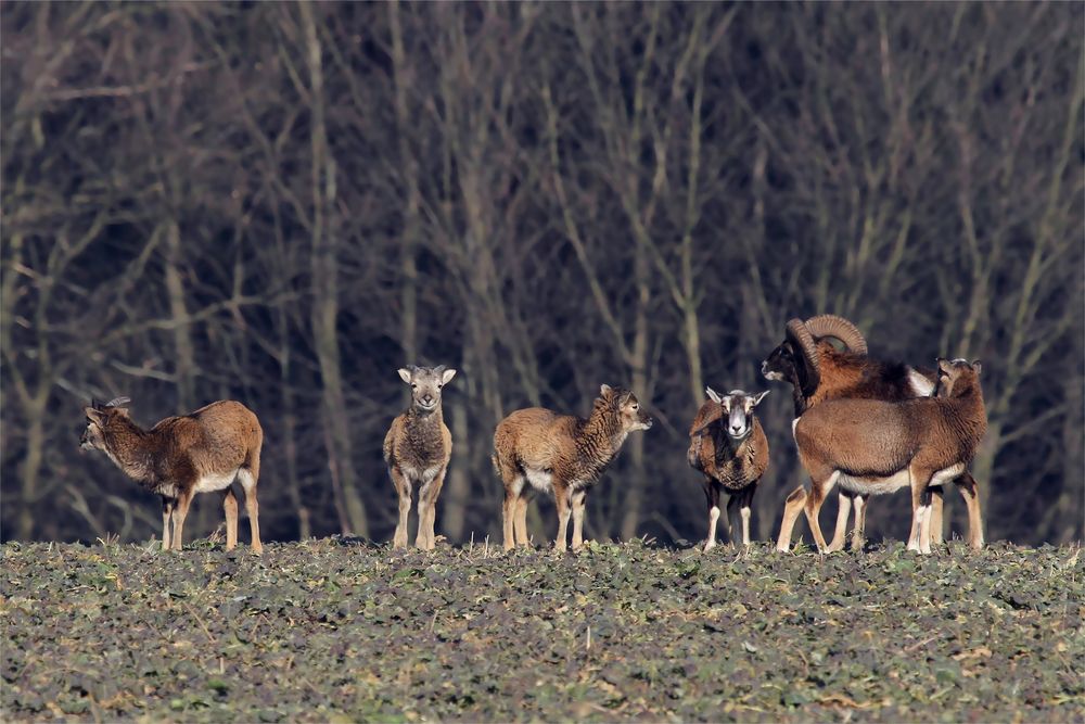 Mufflonwidderchen auf dem Feld