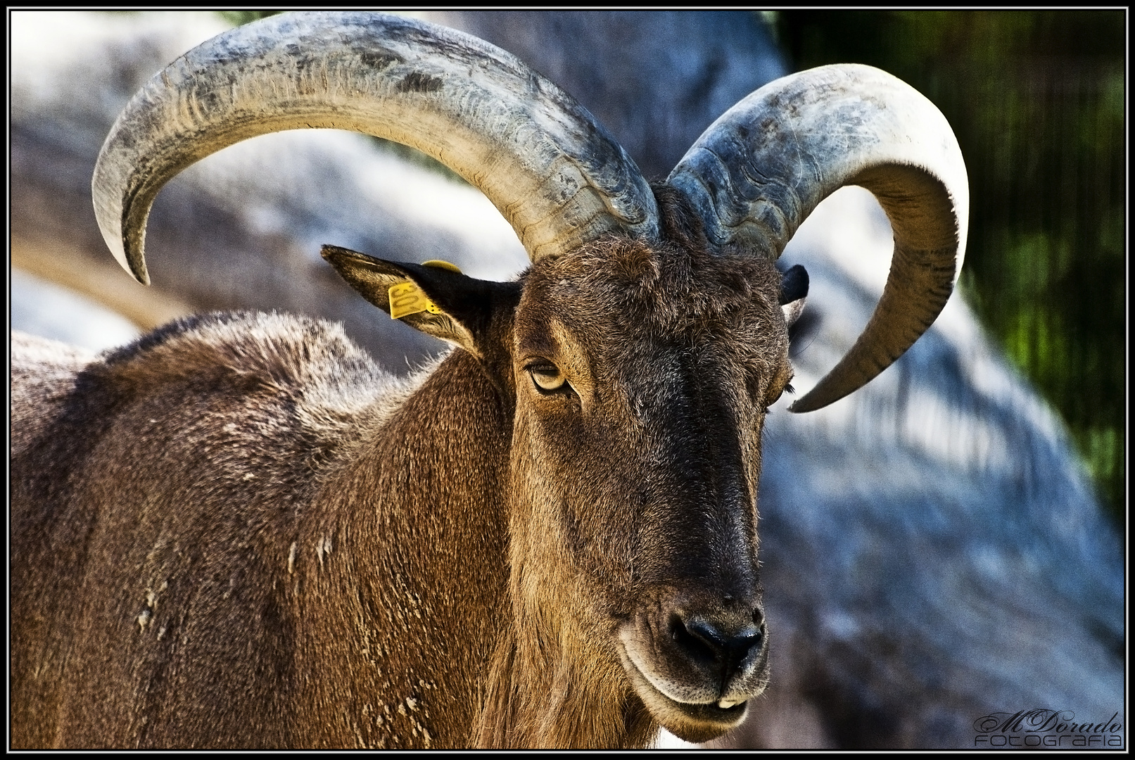 Muflón del Atlas