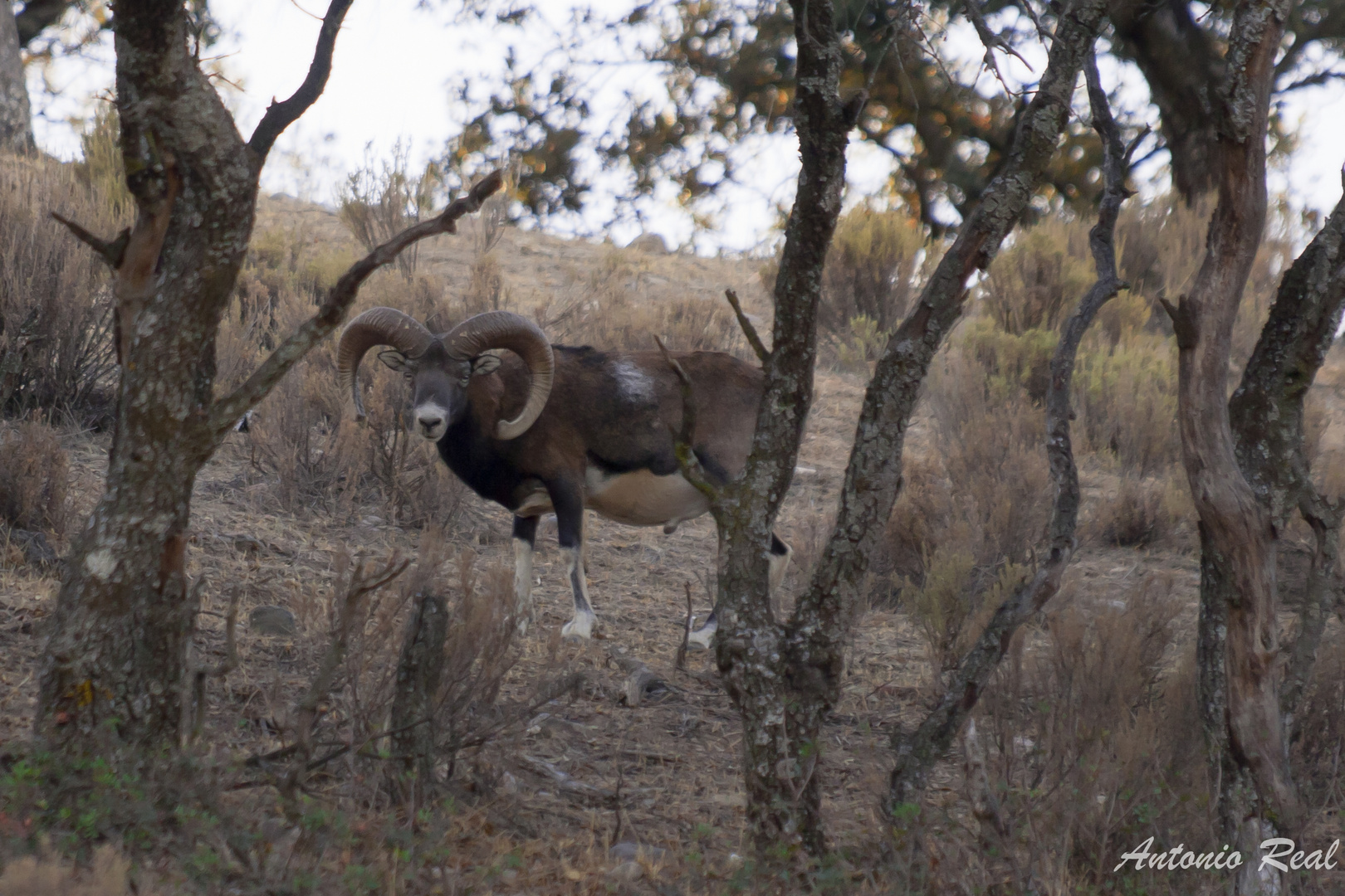 Muflon macho.