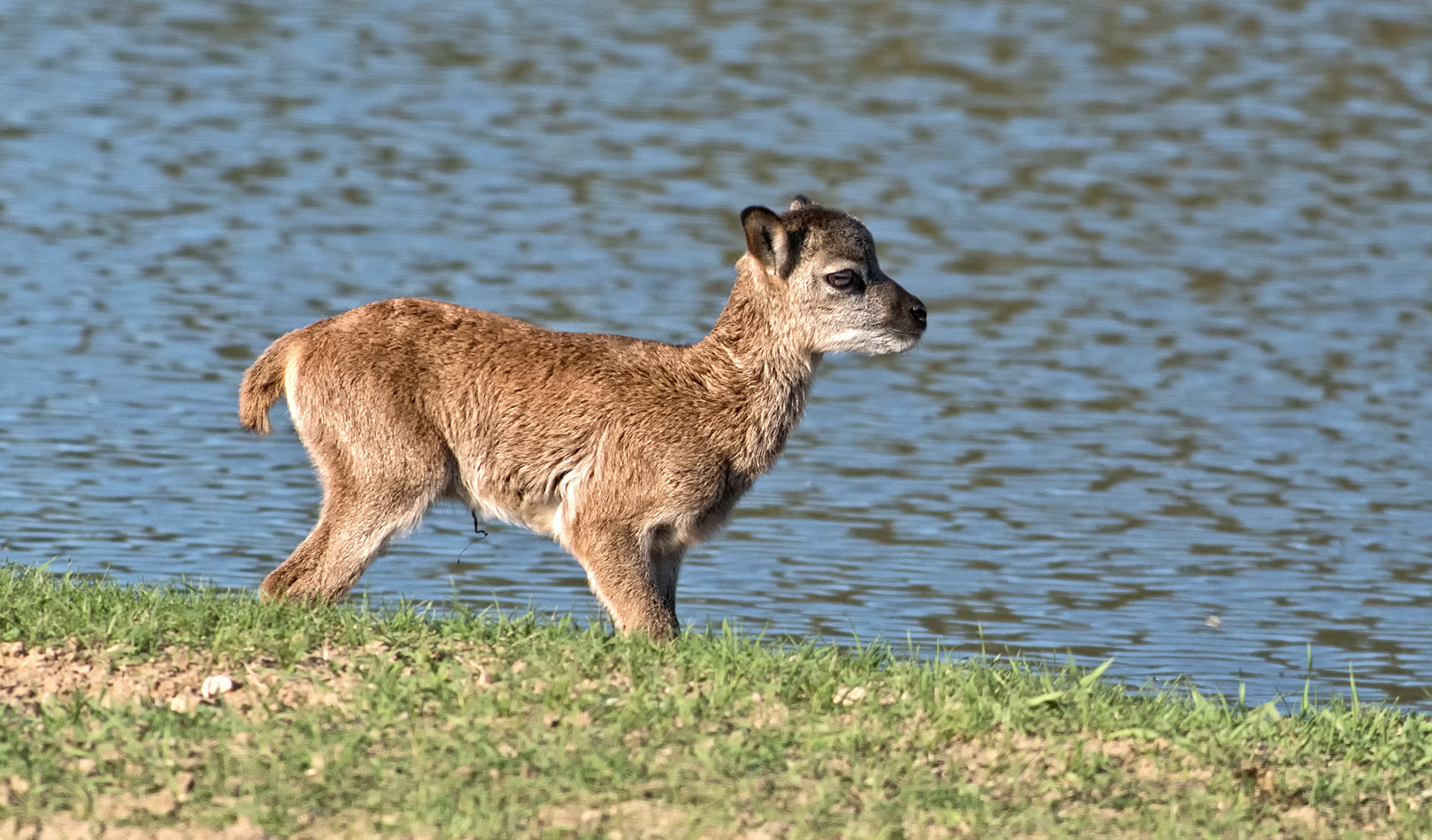 Muflon Osterlamm