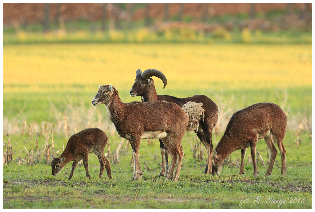 Muflon  Ovis aries musimon