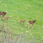 Mufloni con i nuovi nati (Parco Orsiera Rocciavrè)