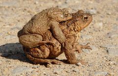 Muggel - - - - Erdköten (Bufo bufo)