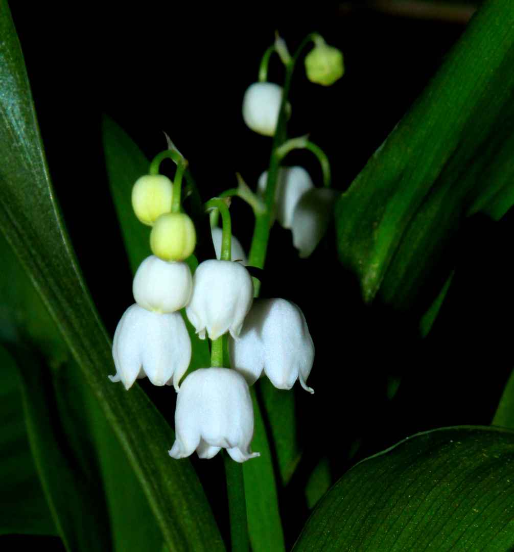 Muguet