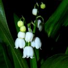 Muguet