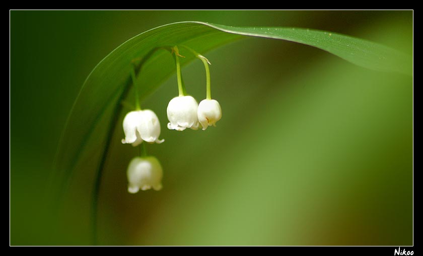 muguet 2