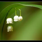 muguet 2