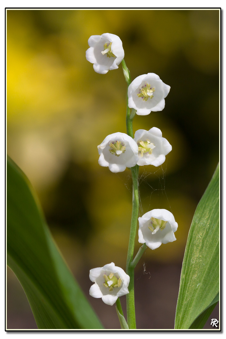 Muguet