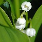 muguet