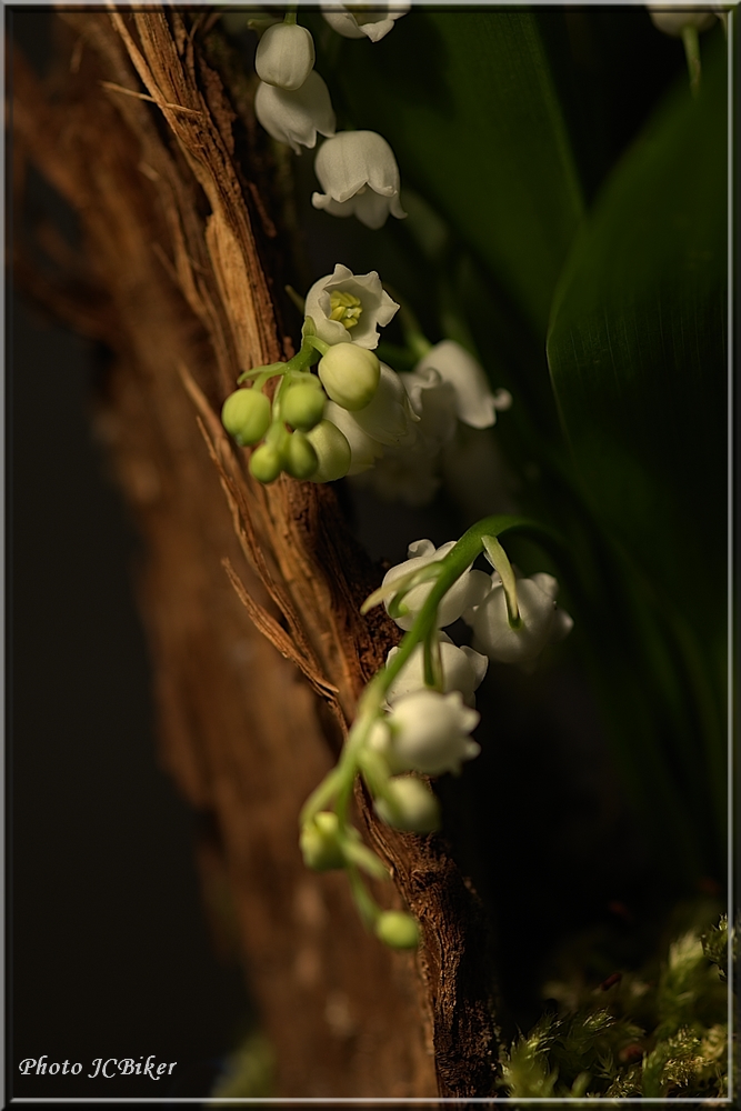 Muguet