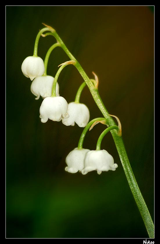 muguet