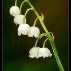 muguet