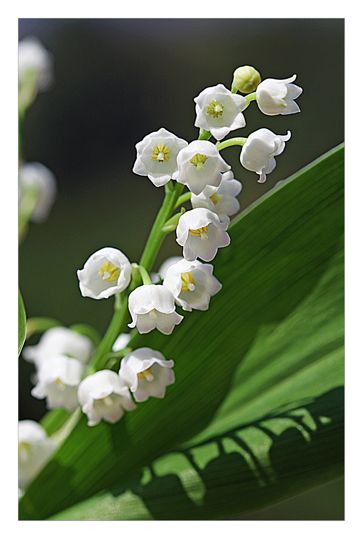 muguet .......