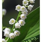 muguet .......