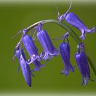 Muguet bleu ou jacinthe des bois