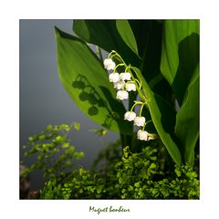 Muguet bonheur pour vous