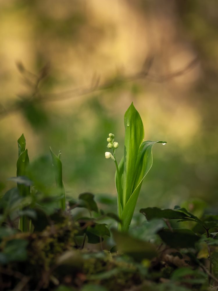 muguet