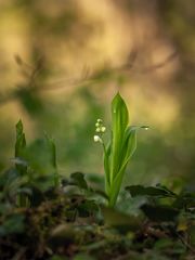 muguet