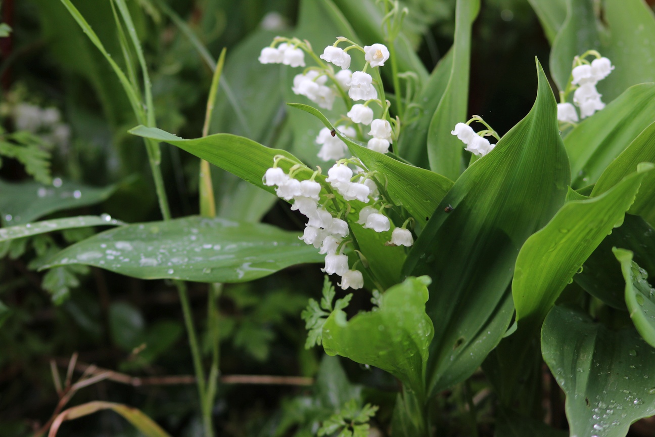 muguet