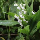 muguet