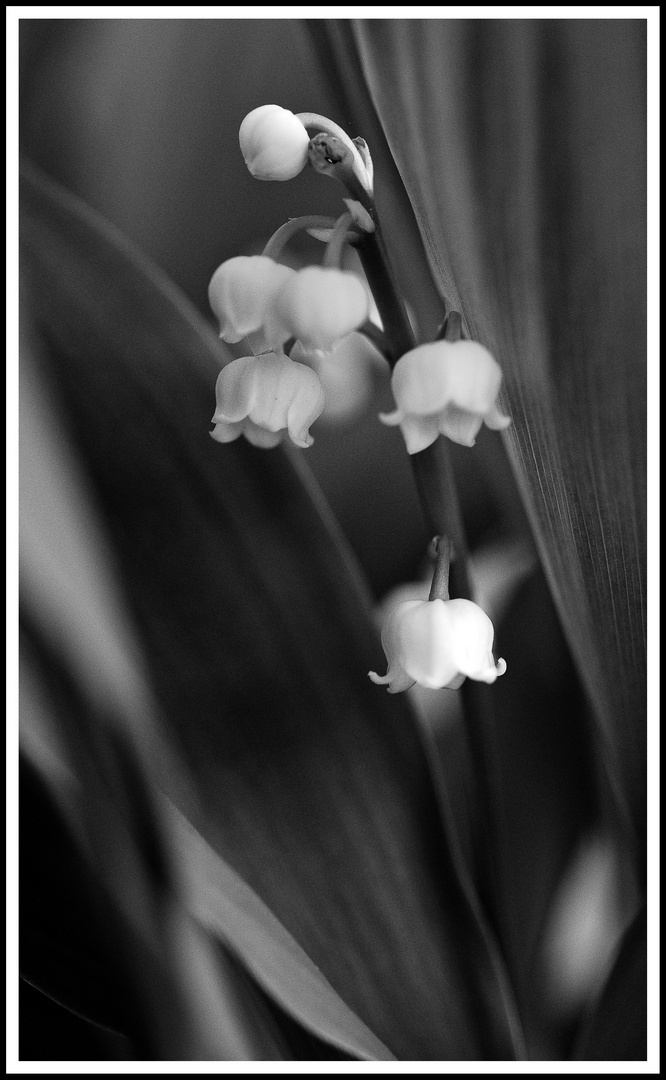 muguet de l'année