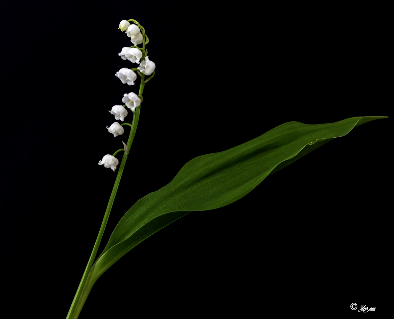 muguet de mon jardin