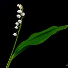 muguet de mon jardin