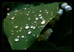 " Muguet de printemps ?? le 15 mai en Mayenne "