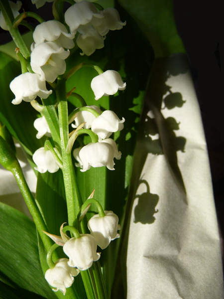 Muguet du 1er mai