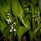 MUGUET DU 7 AVRIL 2024