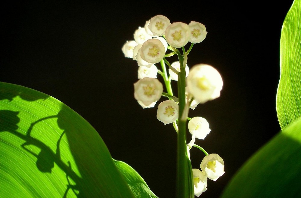 Muguet