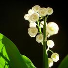 Muguet