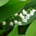 Muguet