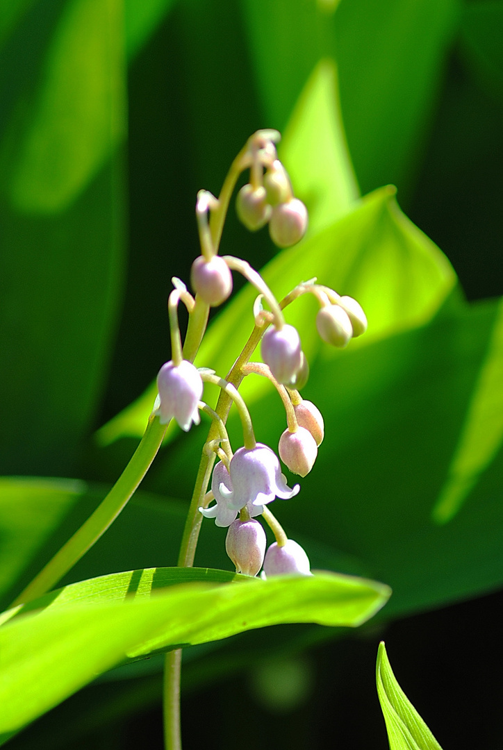 MUGUET