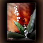 Muguet