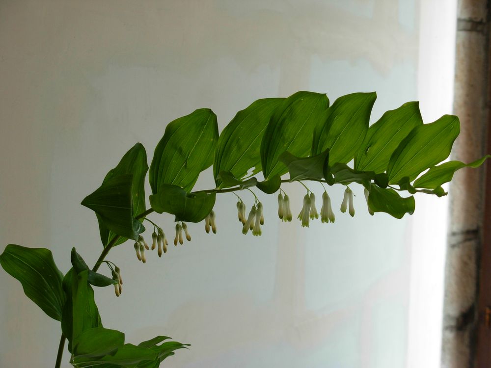 muguet géant dans le morvan