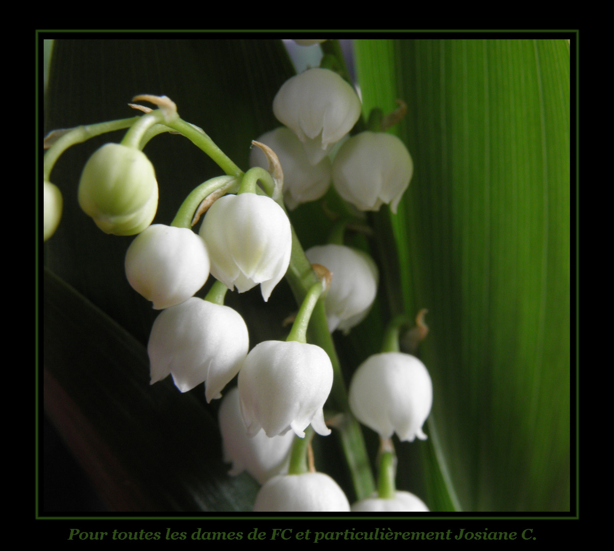 Muguet pour les dames de FC....