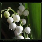 Muguet pour les dames de FC....