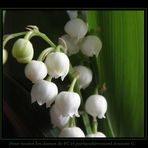 Muguet pour les dames de FC....