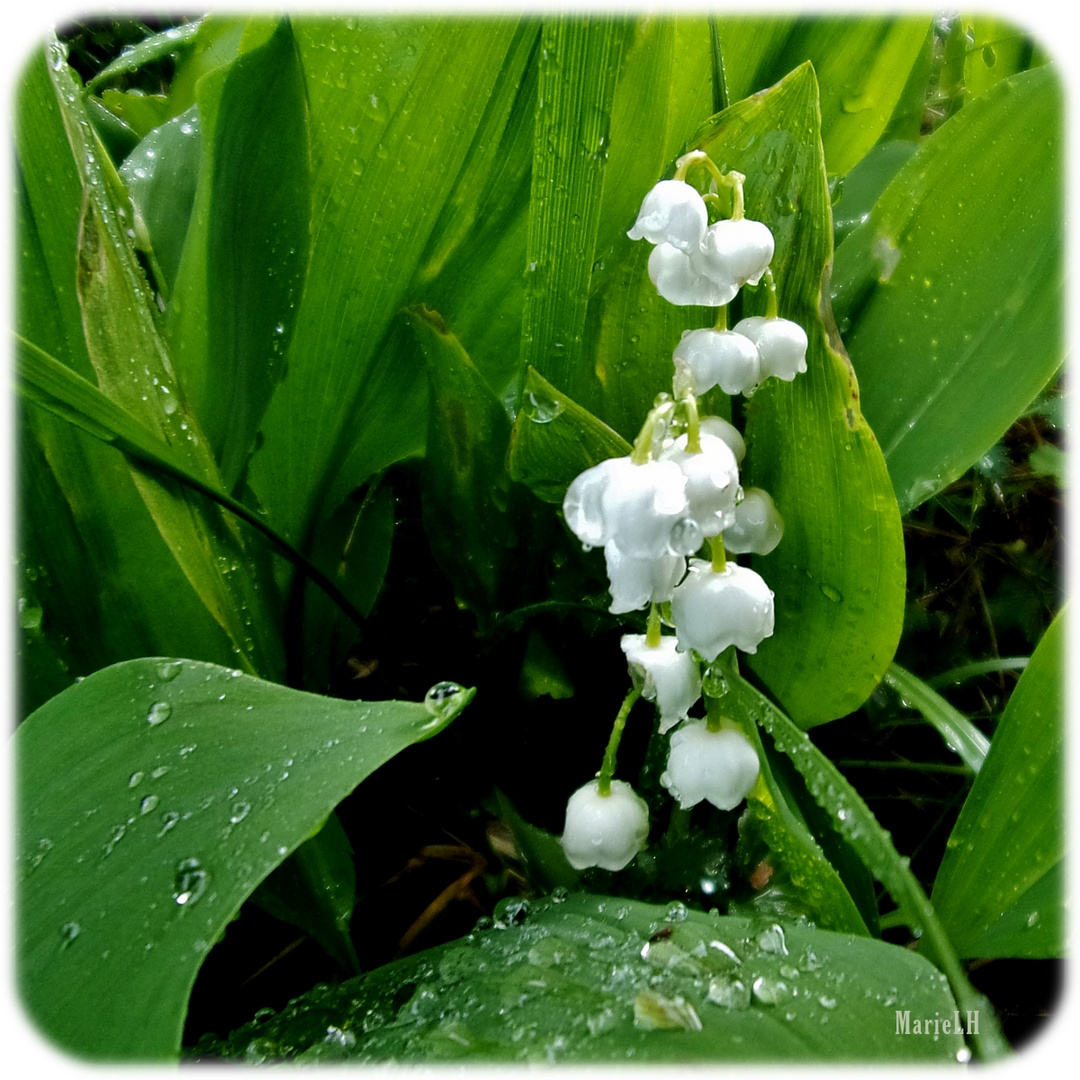 Muguet précoce