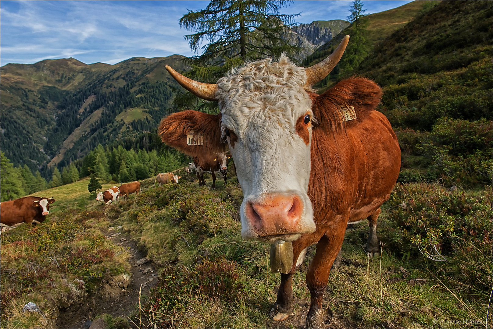 Muh Foto & Bild world, outdoor, natur Bilder auf