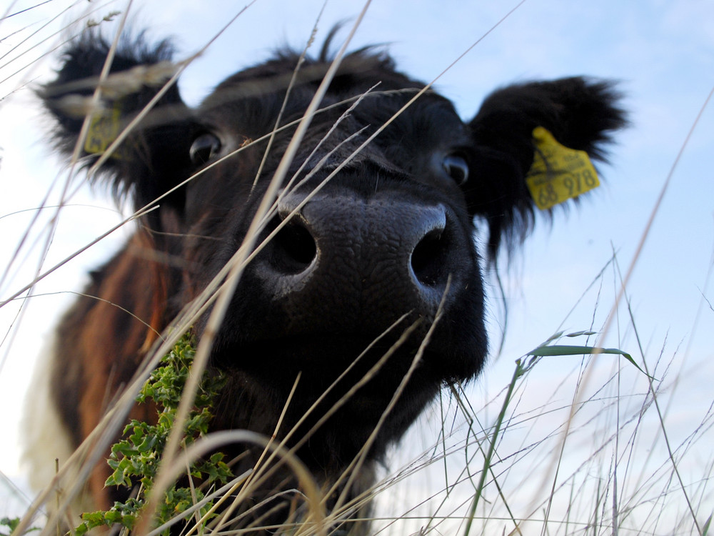 "Muh" - Belted Galloway