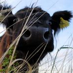 "Muh" - Belted Galloway