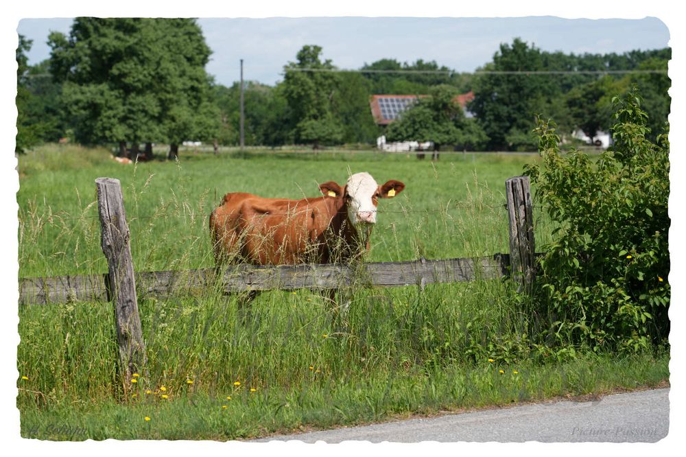 "Muh" in Bayern