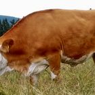 Muh-Kuh frißt genüsslich: Hochwechsel Steiermark Österreich