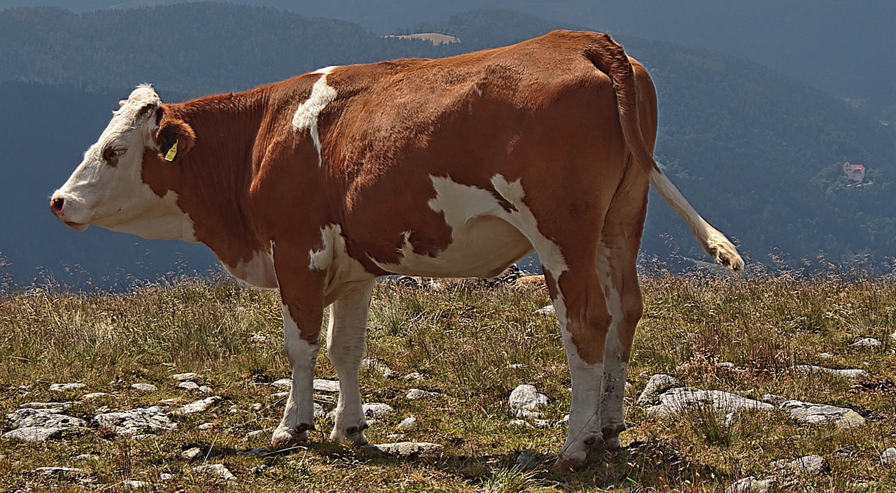 Muh Kuh (Hochwechsel) Steiermark Österreich schöne Kuhweide