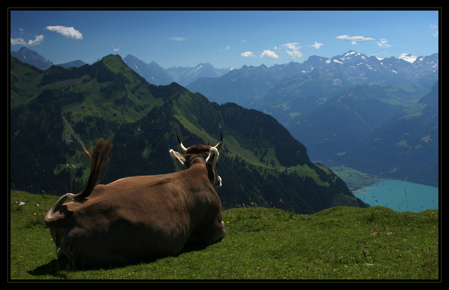 Muh, nicht schlecht die Aussicht da...!