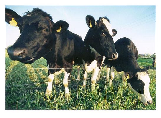 "Muh" - Superweitwinkel