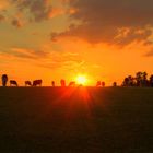 Muhh bei Sonnenuntergang