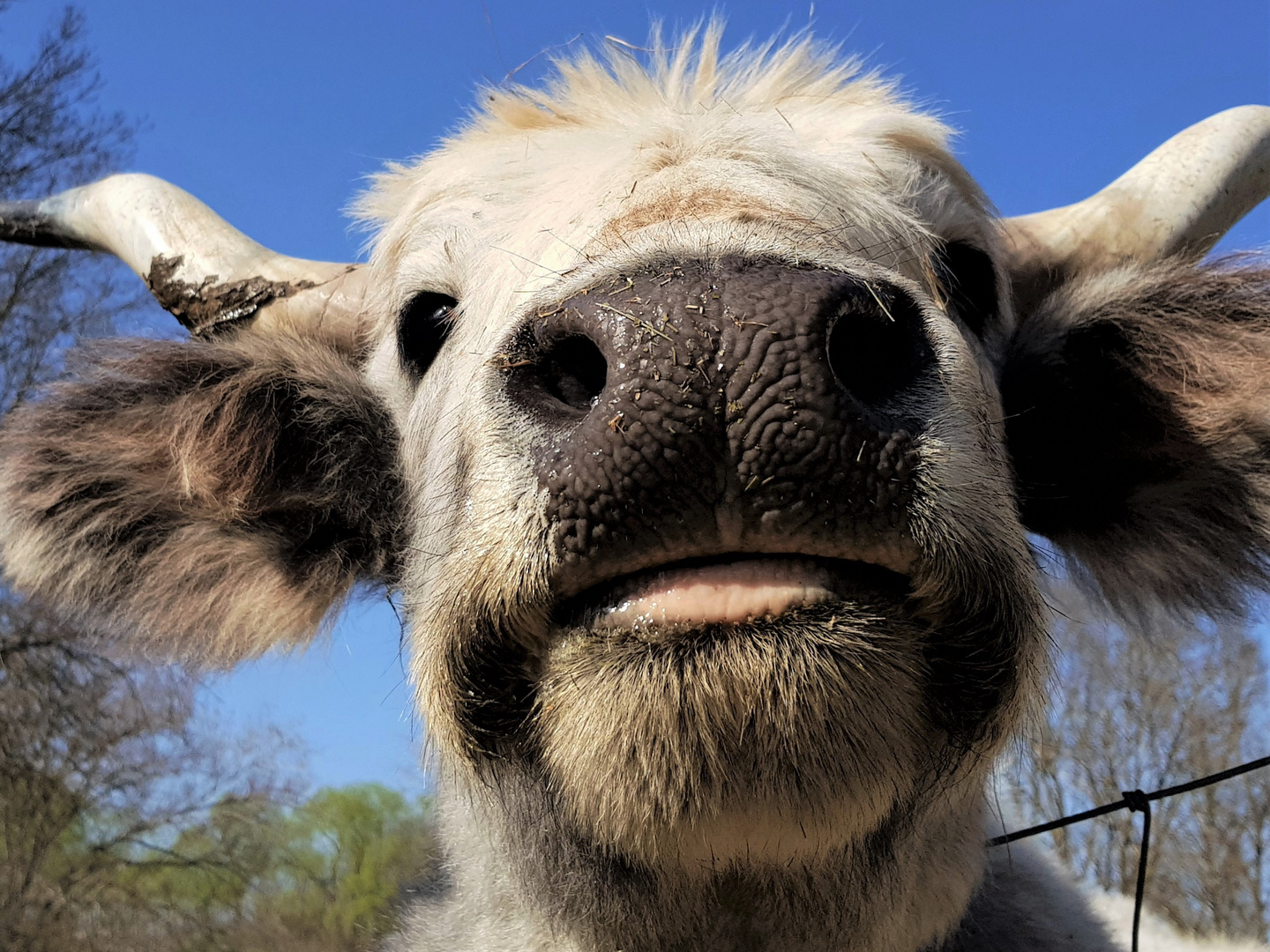 Muhkuh 2 Foto & Bild tiere, haustiere, natur Bilder auf